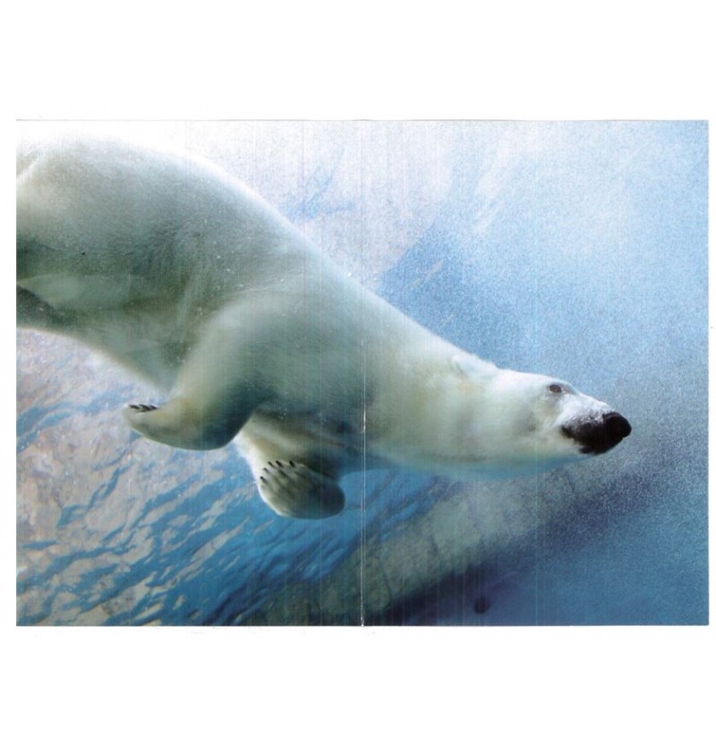 biglietti-auguri-generici-orso