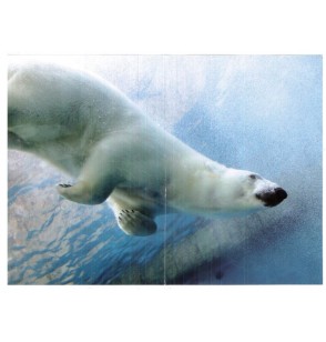 biglietti-auguri-generici-orso